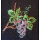 Design: Foodstuffs>Fruit - Grapes on the vine