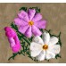 Design: Nature>Flowers>Cosmos - Three Cosmos flowers