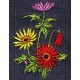 Design: Nature>Flowers>Daisies - Barberton daisies
