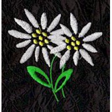 Design: Nature>Flowers>Daisies - Two Daisies