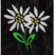 Design: Nature>Flowers>Daisies - Two Daisies