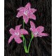 Design: Nature>Flowers>Lilies - Day lilies