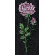 Design: Nature>Flowers>Roses - Rose